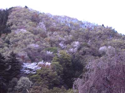 新芽の木々の間に桜の咲く写真