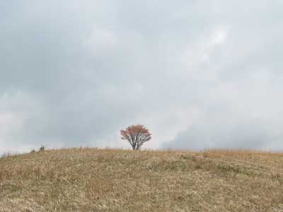 草原に立つ１本の木の写真