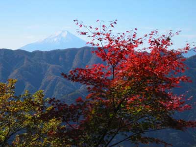 真っ赤なカエデと富士山の写真