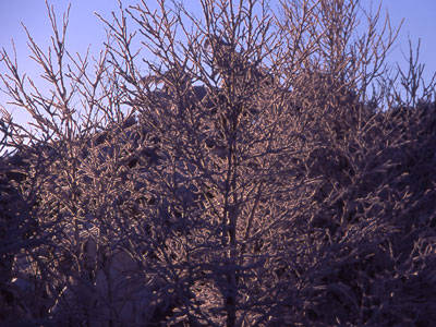 朝日に輝く樹氷の写真