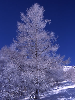 樹氷の写真NO.2