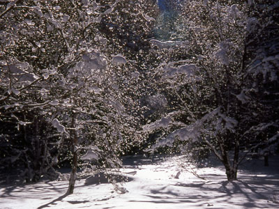 雪と氷の花が咲いたような木の写真