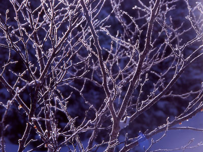 木に付いた氷が逆光で光っている写真