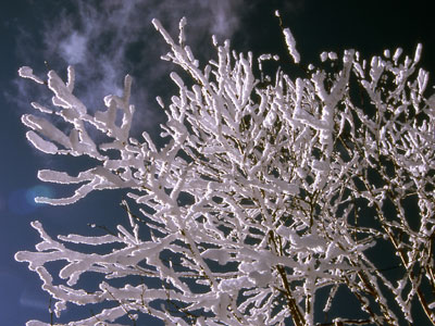木の枝に付着した雪の写真