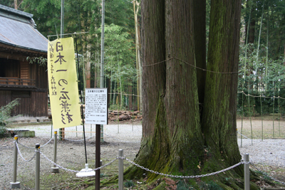 大神神社の日本一の紅葉杉の幹の写真