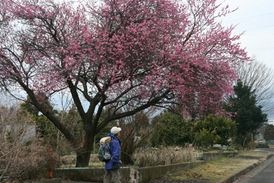 満開のピンクの梅の木の下に立っている写真