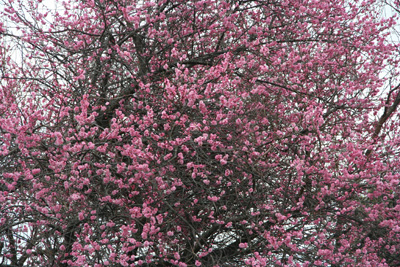 満開のピンクの梅の花の写真