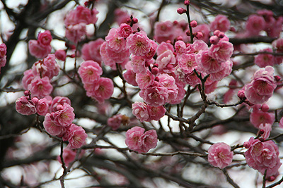 ピンクの桃の花の写真