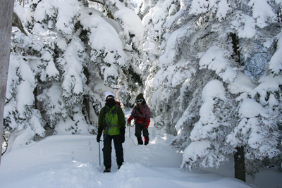 雪がたっぷり付いた大シラビソの下を歩いてくるＴさんとＦさんの写真