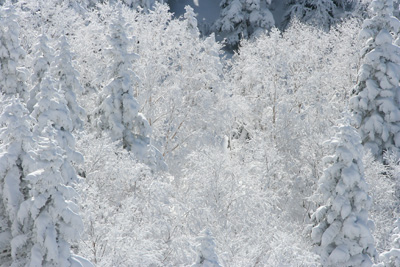 展望台から見た樹氷の写真