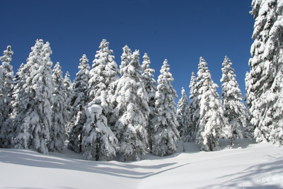 着雪下大シラビソ林の写真