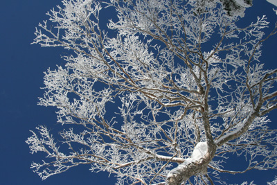 ダケカンバの樹氷の写真その２