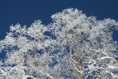 ダケカンバの樹氷の写真その３