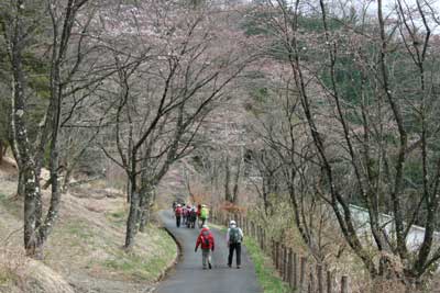 桜の咲く道を下っている写真