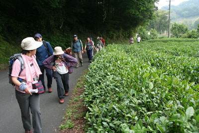 茶畑の横を歩いている写真