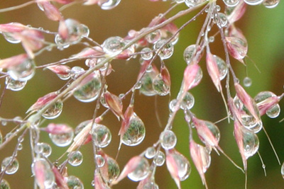 草に付いた水滴の写真