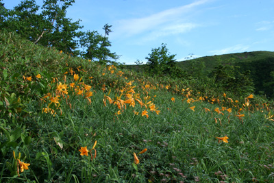 ニッコウキスゲのお花畑の写真