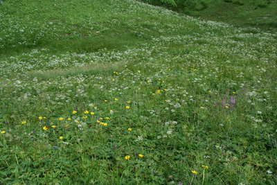 ミヤマダイコンソウとハクサンボウフウなどのお花畑の写真