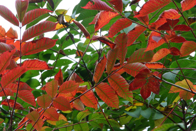 赤く色づいたウルシの葉の写真