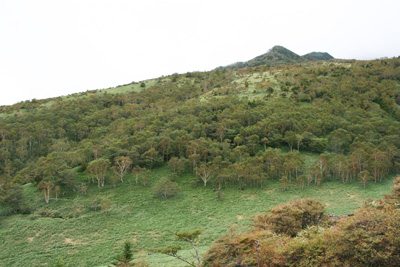 丸山への登りから見た赤薙山方面の山腹の写真