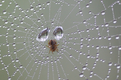 クモの糸に付いた水滴の写真