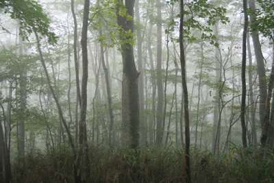 霧に包まれた林の写真