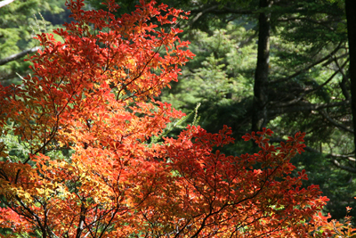 真っ赤に色づいた木の葉の写真