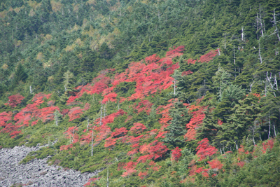 紅葉が美しい山腹の写真