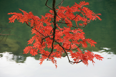 双子池に映える紅葉したナナカマドの写真