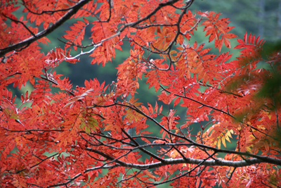 紅葉したナナカマドの葉の写真