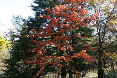 赤く色づいた木の写真