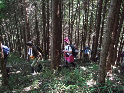 植林帯を登っている写真
