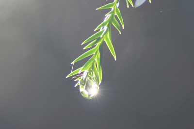 杉の葉先に付いて光っている水滴の写真