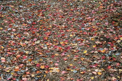紅葉した落ち葉が美しい登山道の写真