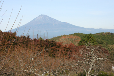 梅園と富士山の写真