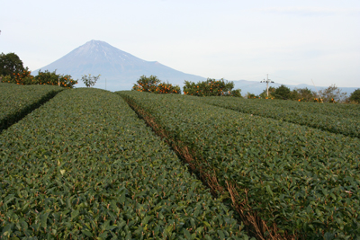 茶畑とみかんと富士山の写真