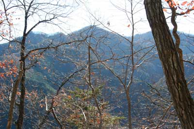 葉を落とした木々の間から見える三頭山の写真