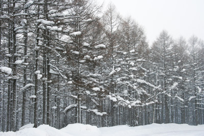 雪の付いたカラマツ林の写真