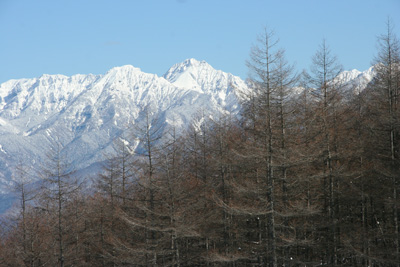 カラマツと八ヶ岳（赤岳、阿弥陀岳、横岳）の写真