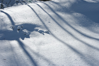 光る雪面と流れるような木の影の写真