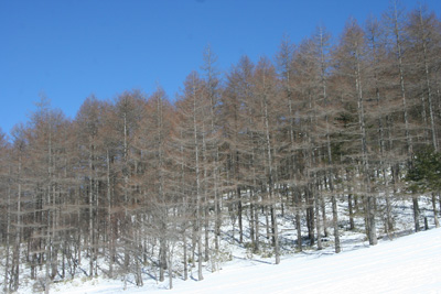カラマツ林と青空の写真