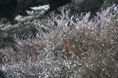 キラキラ光る樹氷の写真