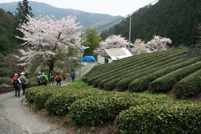 お茶畑と桜の間を歩いて下りている写真
