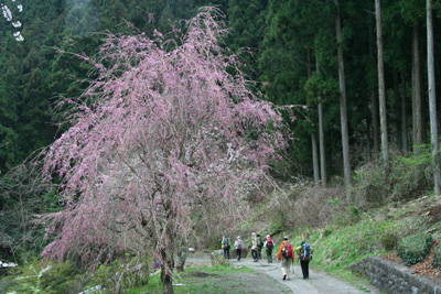 しだれ桜の横を歩いている写真