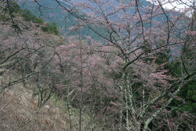 甘草水付近の桜の写真