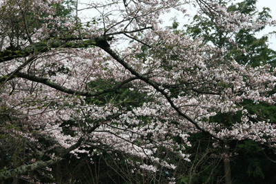 満開に近い桜の写真