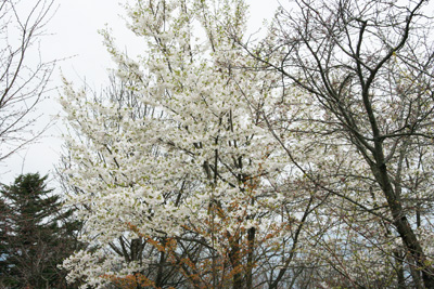 白い桜なのでオオシマザクラかと思われる写真