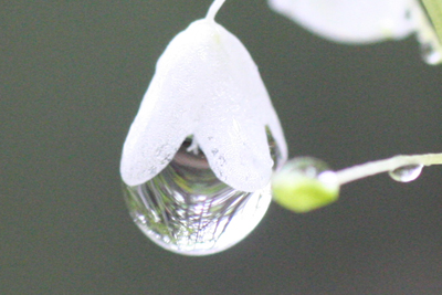 オサバグサの花にぶら下がった水滴に写る風景の写真