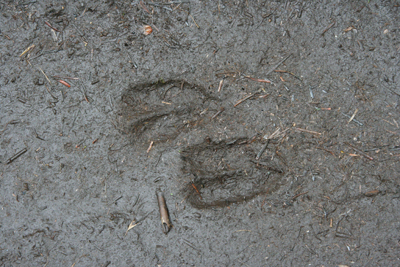 土の上についたシカの足跡の写真