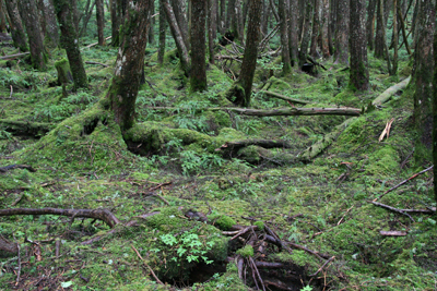白駒池付近の一面コケに被われた林床の写真